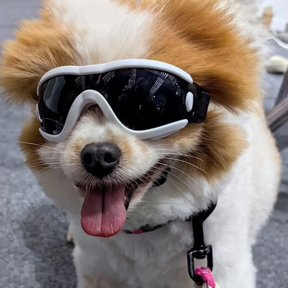 Dog Accessories Adjustable Strap Goggles, UV Resistant ,Windproof ,Anti-Fog Waterproof