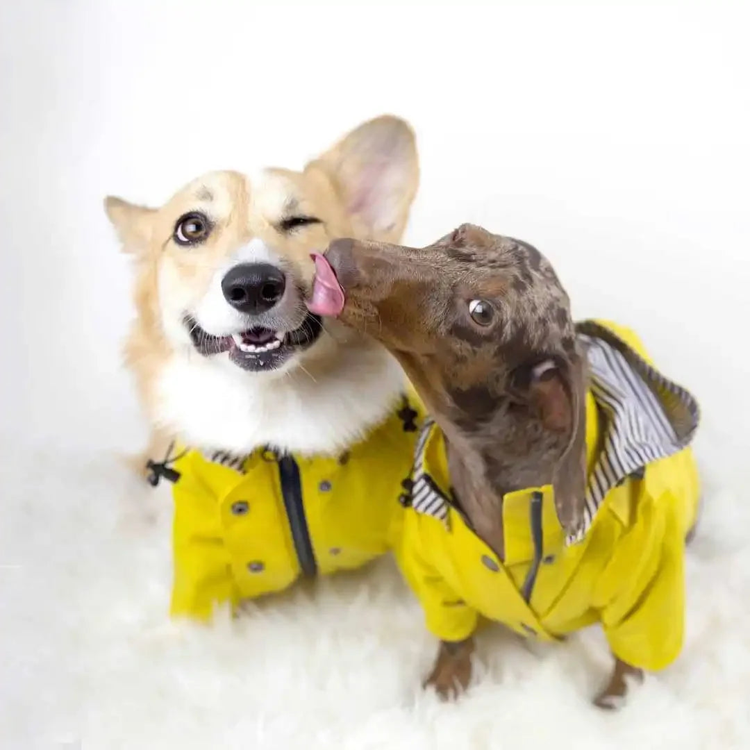 Small Medium Dogs Waterproof Puppy Raincoat Fashion Cool Dog Jacket Coat Windproof Dogs Outfit Pet Supplie