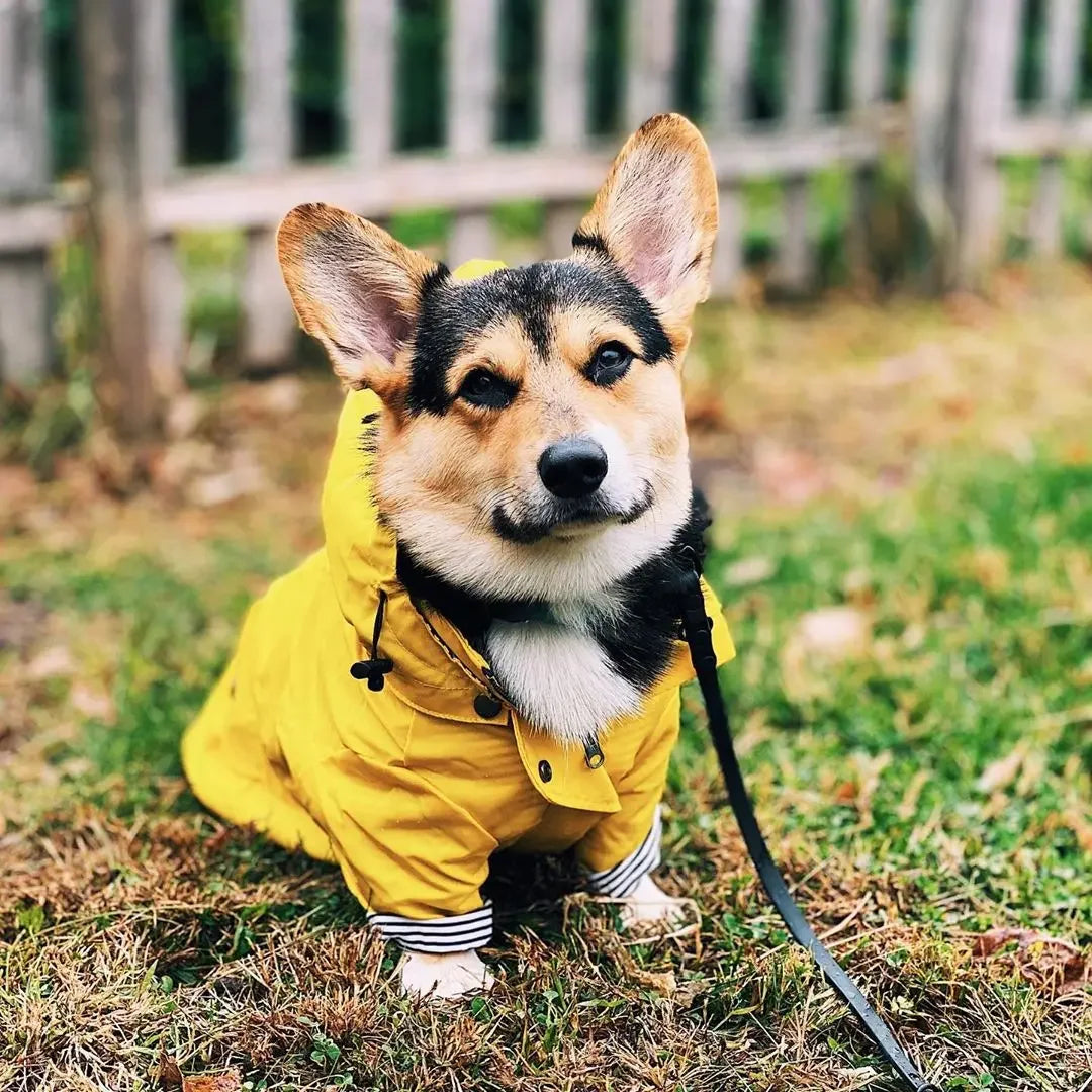 Small Medium Dogs Waterproof Puppy Raincoat Fashion Cool Dog Jacket Coat Windproof Dogs Outfit Pet Supplie