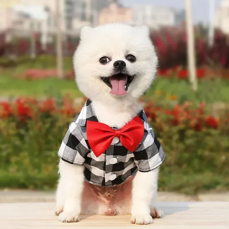 Striped Shirt Suit Wedding Dress Puppy Coat Teddy Bear